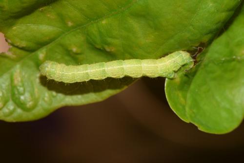 Agriopis leucophaearia